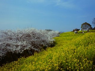 14年春の景色