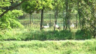 コウノトリ