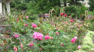強羅公園の薔薇