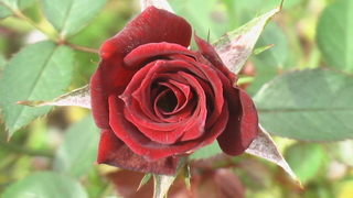 薔薇