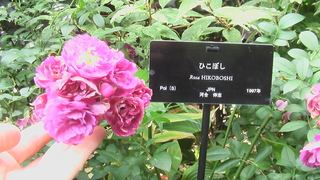 薔薇(ひこぼし)